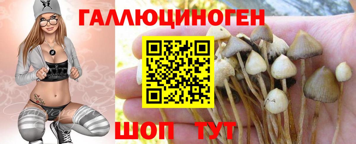Псилоцибиновые грибы Psilocybine cubensis  Вход с VPN  Камышлов 
